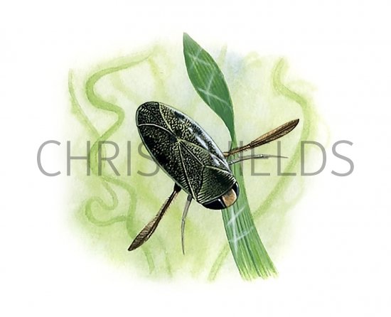 Illustration of Water Boatman Corixa punctata) (#3254)