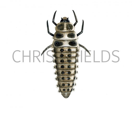 Illustration of Water Ladybird Larvae (Anisosticta 19-punctata (#1804)
