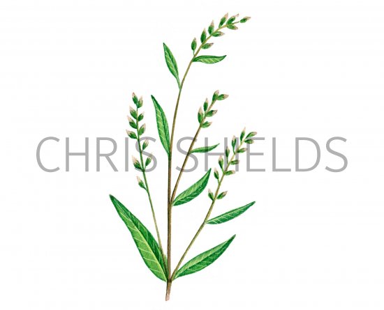 Illustration of Water Pepper (Polygonum hydropiper) (#0953)