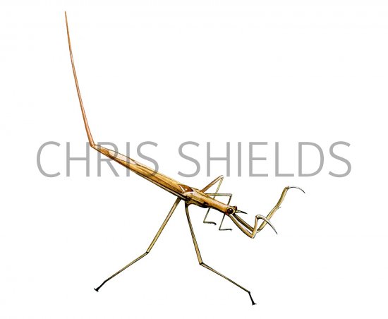 Illustration of Water Stick-insect (Ranatra linearis) (#1572)