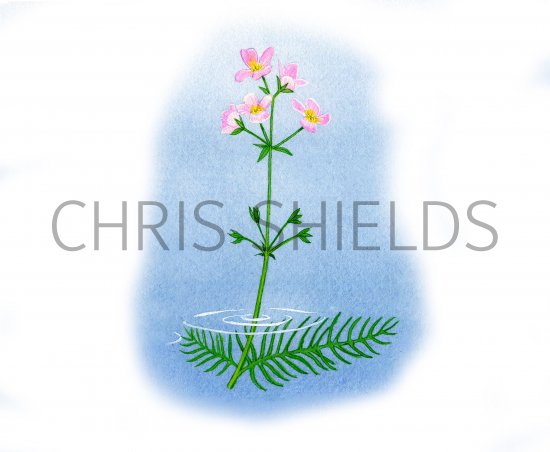 Illustration of Water Violet (Hottonia palustris) (#0989)
