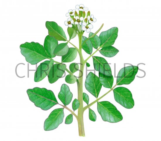 Illustration of Watercress (Nasturtium officinale) (#4360)