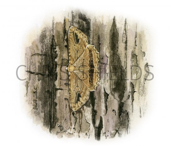Illustration of Waved Umber (Menophra abruptaria) (#3416)