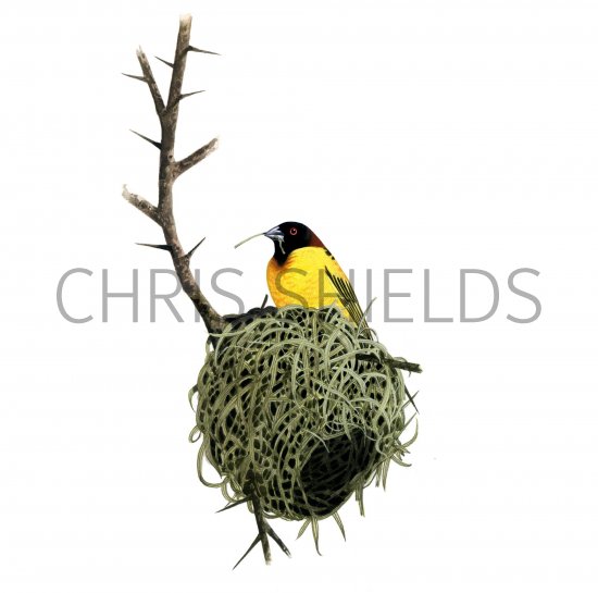 Illustration of Weaver Bird (Village) Ploceus cucullatus (#1205)