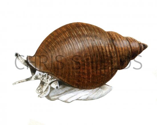 Illustration of Common Whelk (Buccinum undatum) (#1835)