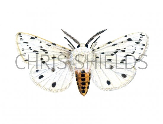 Illustration of White Ermine Moth (Spilosoma lubricipeda) (#1739)