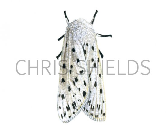 Illustration of White Ermine Moth (Spilosoma lubricipeda) (#4292)