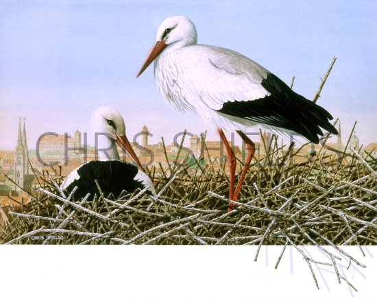 Illustration of White Stork (Ciconia ciconia) (#1631)