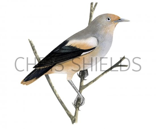 Illustration of White-shouldered Starling (male) Sturnia sinensis (#2226)