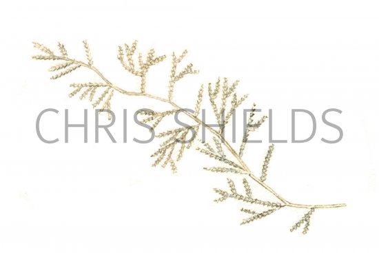 Illustration of Whiteweed (Sertularia cupressina) (#0742)