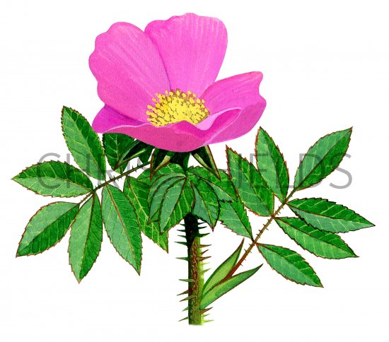 Illustration of Wild Rose (Rosa rugosa) (#0944)