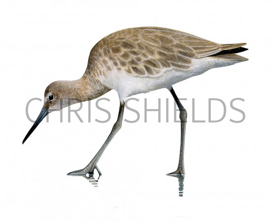 Illustration of Willet (Tringa semipalmata) (#3763)