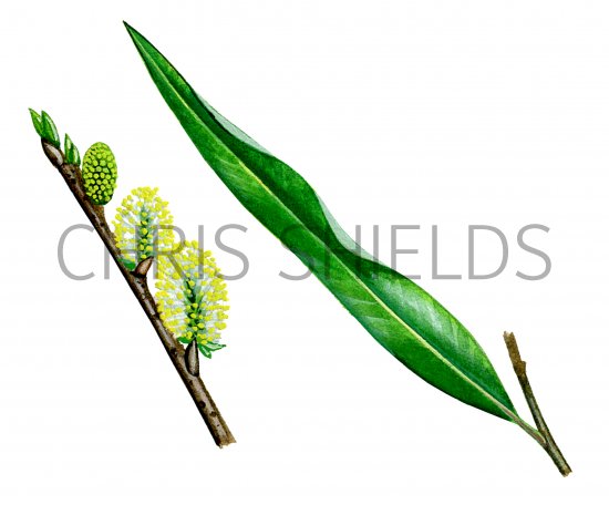 Illustration of Willow leaf & flowers (Salix viminalis) (#0833)
