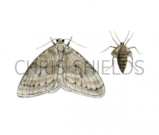 Illustration of Winter Moth (Operophtera brumata) (#3409)