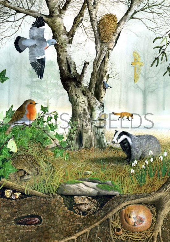 Illustration of Winter Wildlife (#0084)