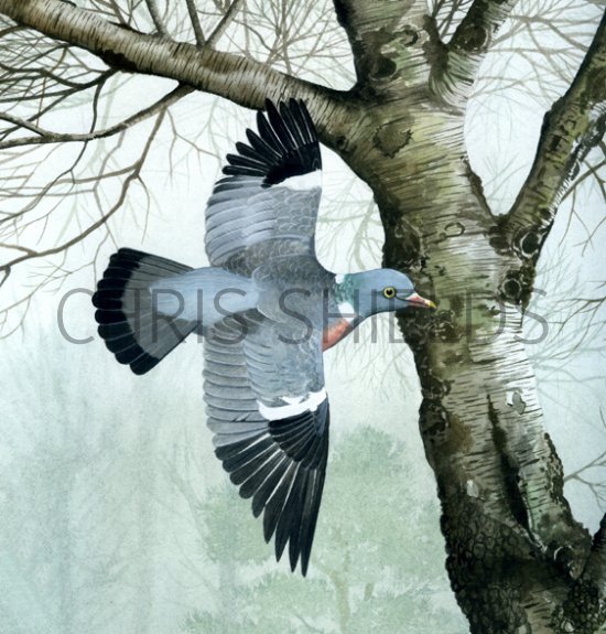 Illustration of Wood Pigeon (Columba palumbus) (#0440)