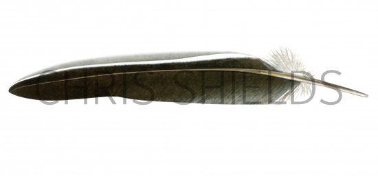 Illustration of Wood Pigeon feather (Columba palumbus) BD0603 (#4376)