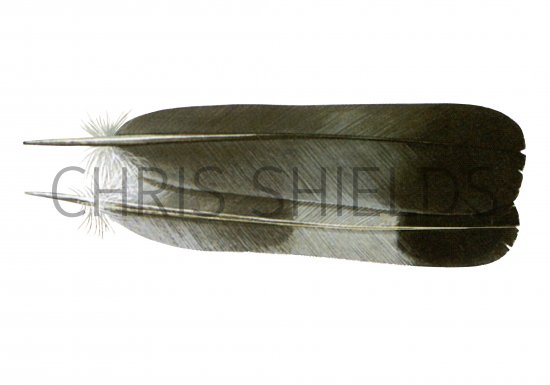 Illustration of Wood Pigeon tail feathers (Columba palumbus) (#4375)