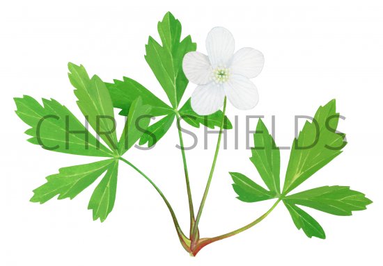 Illustration of Wood anemone (Anemone nemorosa) (#2089)