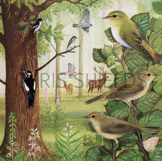 Illustration of Woodland Wildlife (#3368)