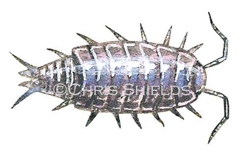 Illustration of Woodlouse (Pygmy) Trichoniscus pusillus (#0357)