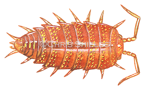 Illustration of Woodlouse (Rosy) Andoniscus dentiger (#0358)