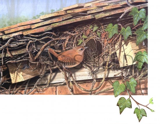 Illustration of Wren (Troglodytes troglodytes) (#0439)