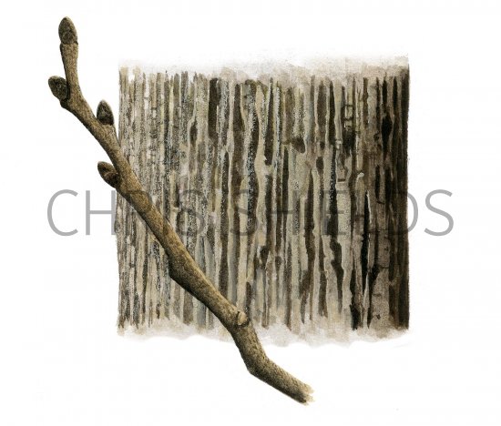 Illustration of Wych Elm bark & twig (Ulmus glabra) (#2403)