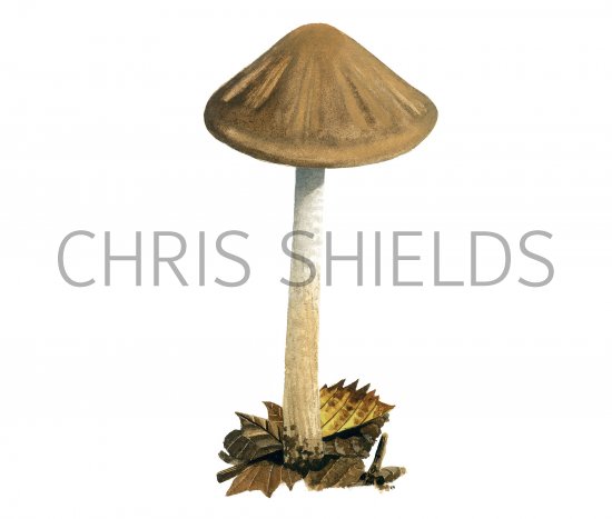 Illustration of Xerula radicata (Rooting Shank) (#3931)