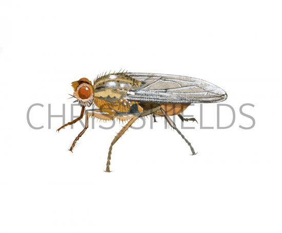 Illustration of Yellow Dung Fly (Scathophaga stercoraria) (#3268)