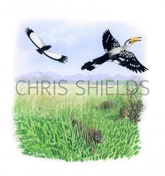 Illustration of Yellow-billed Hornbill (Tockus leucomelas) & Dwarf Mongoose (Helogale parvula) (#3336)