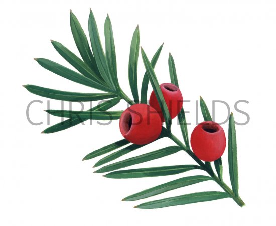 Illustration of Yew berries (Taxus baccata) (#2781)