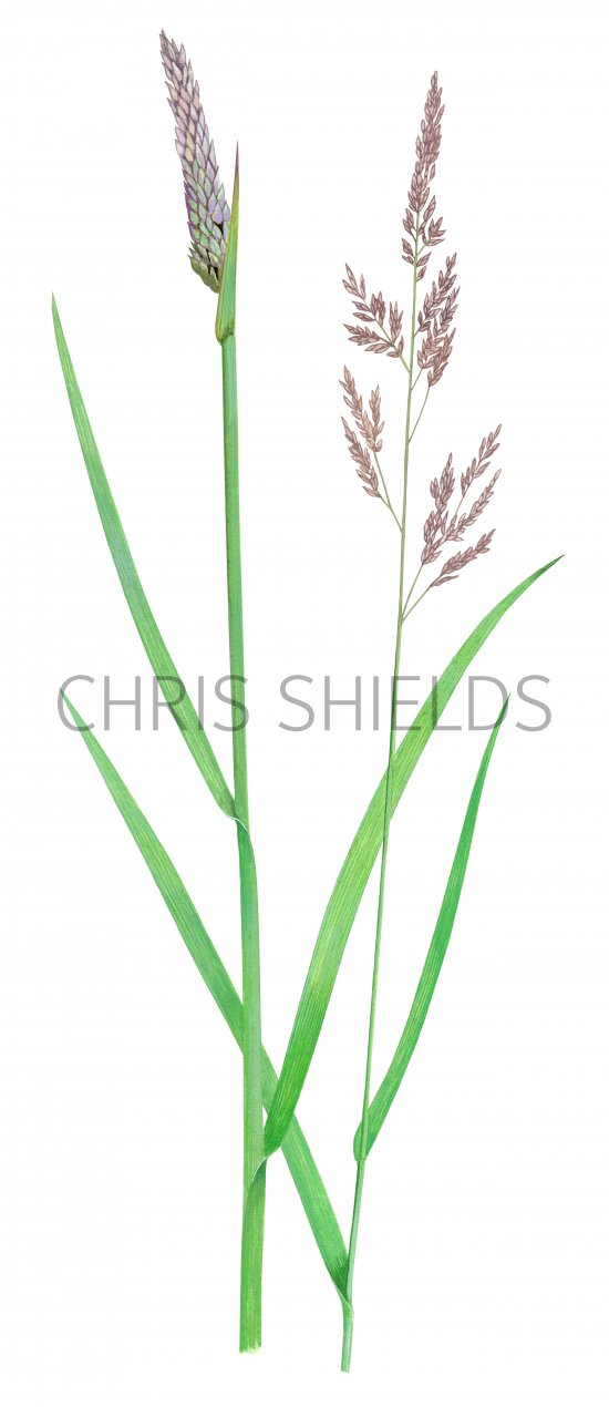 Illustration of Yorkshire Fog (Holcus lanatus) (#2274)