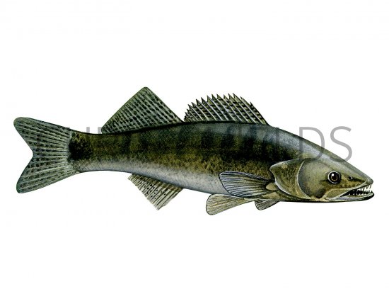 Illustration of Zander (Stizostedion lucioperca) (#2683)