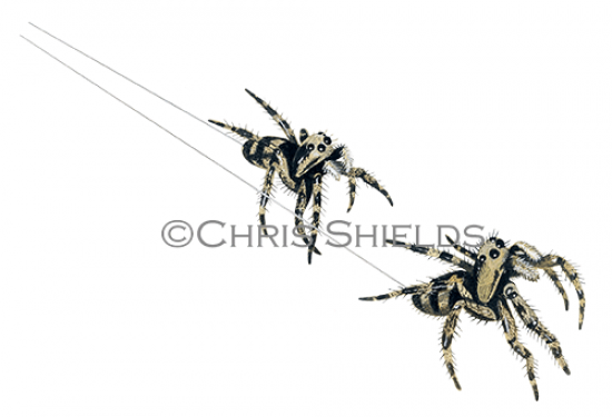 Illustration of Zebra Spider (Salticus scenicus) (#1488)