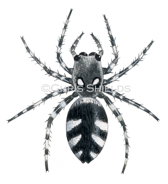 Illustration of Zebra Spider (Salticus scenicus) (#2918)