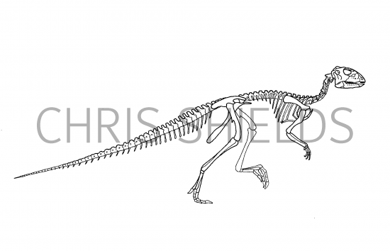 Illustration of Zephyrosaurus (#0214)