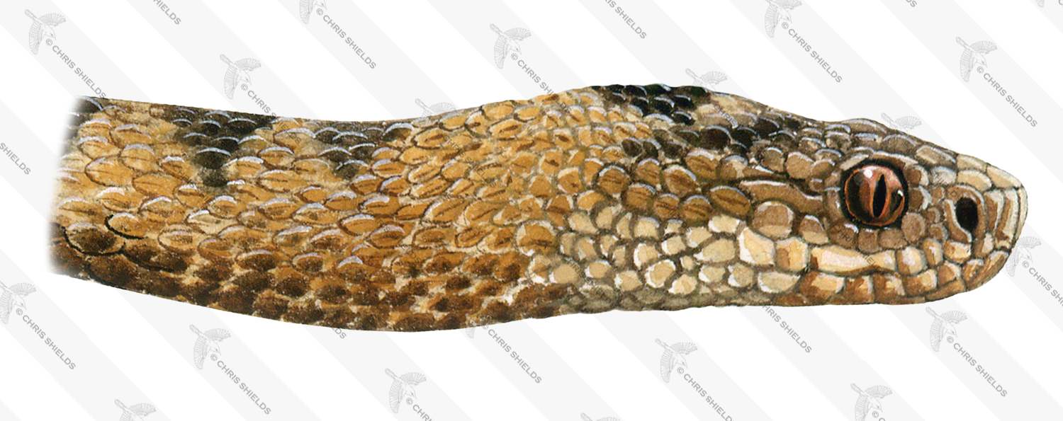 Illustration of Adder (Vipera berus) (#1307)