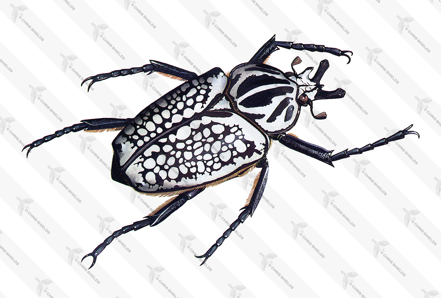 Illustration of African Goliath Beetle (Goliathus orientalis) (#0423)