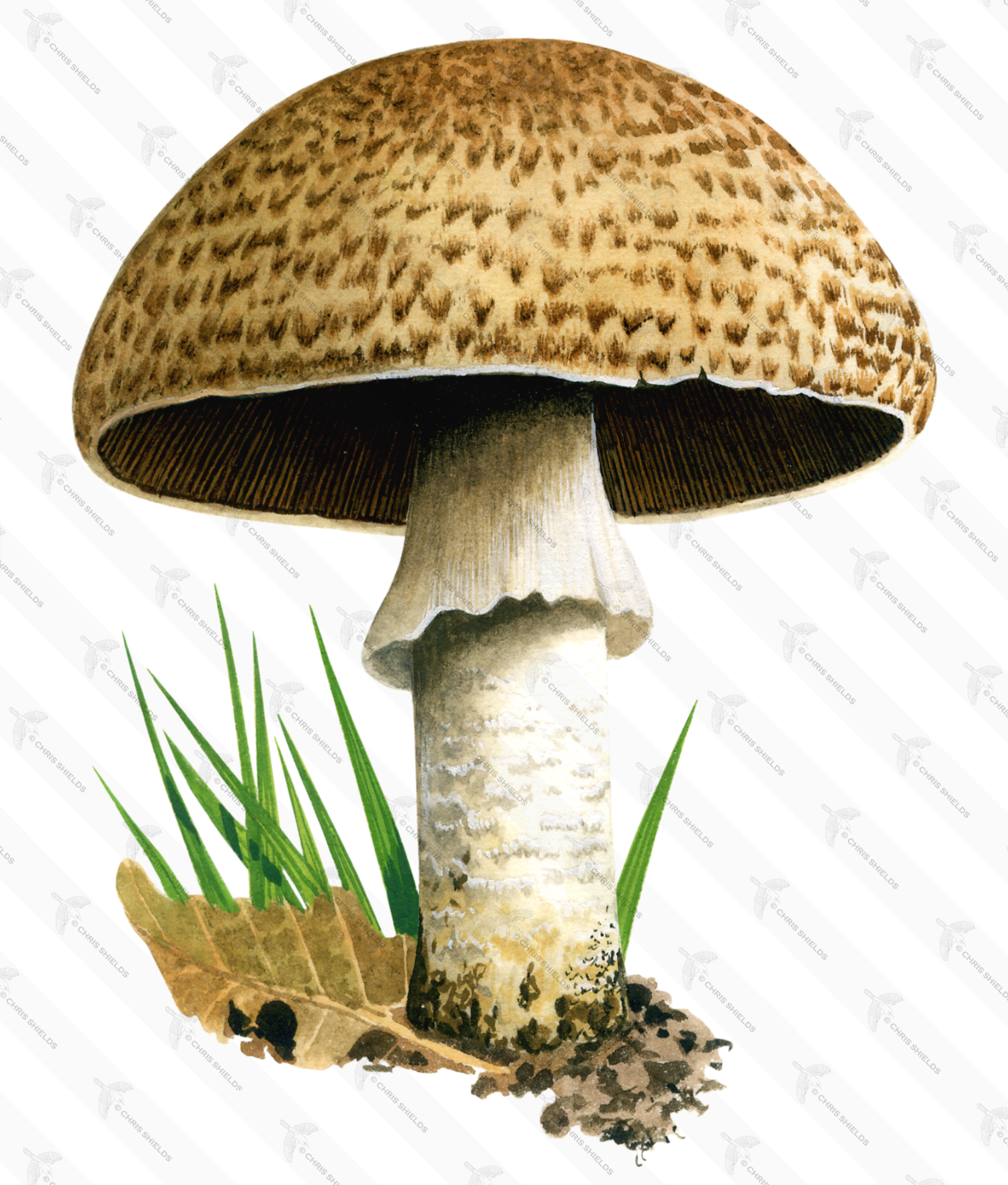 Illustration of Agaricus augustus (The Prince) (#1638)