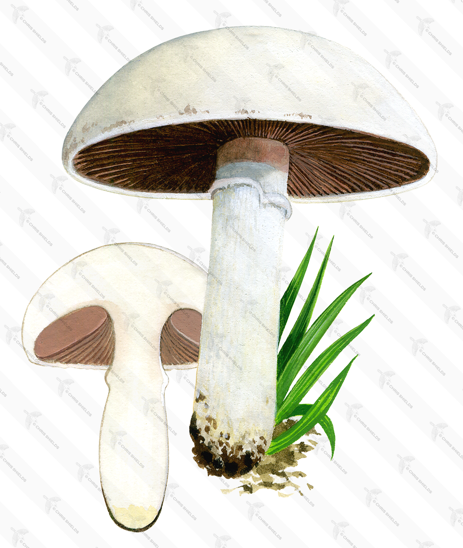 Illustration of Agaricus campestris (#1594)
