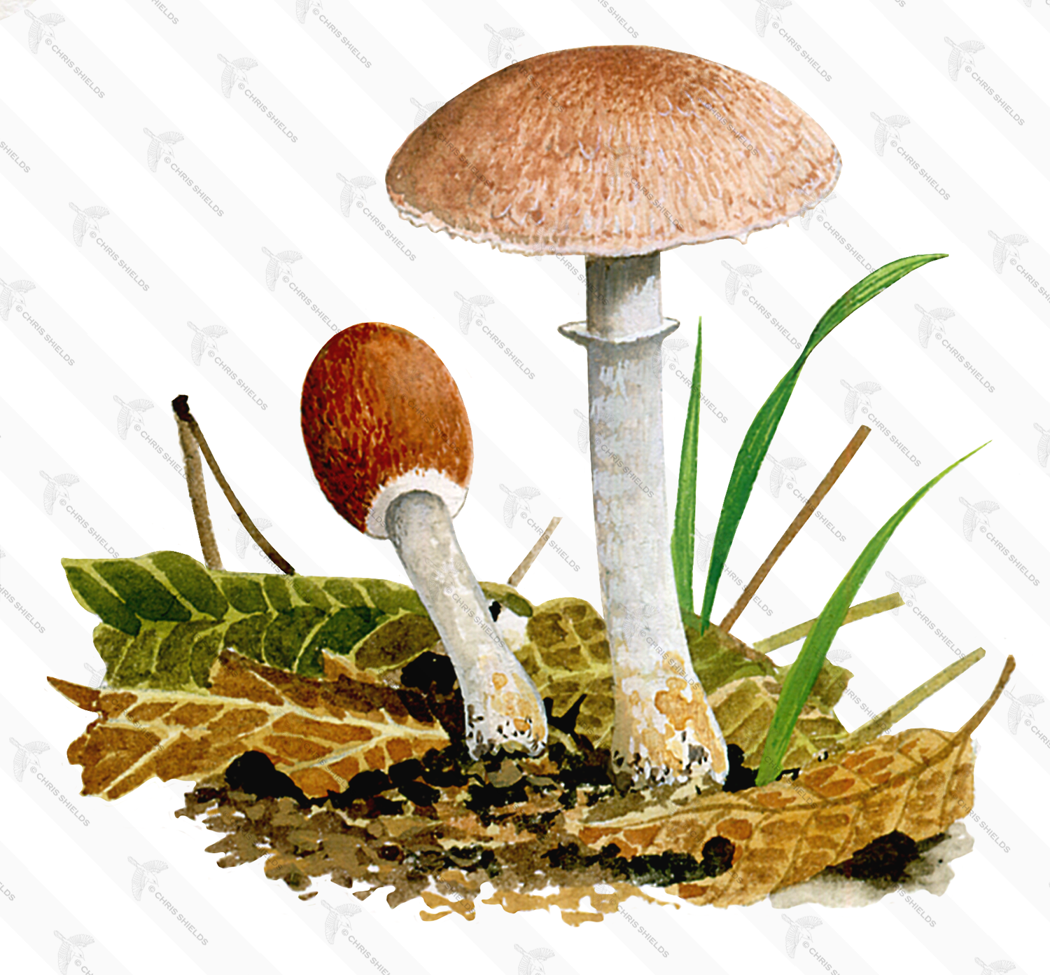 Illustration of Agaricus dulcidulus (Rosy Wood Mushroom) (#1641)
