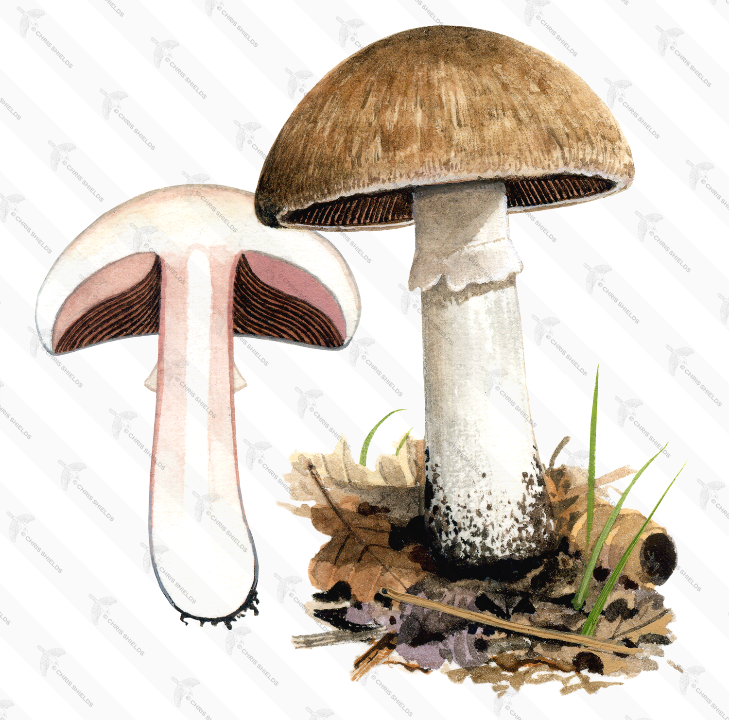 Illustration of Agaricus fuscofibrillosus (#1608)