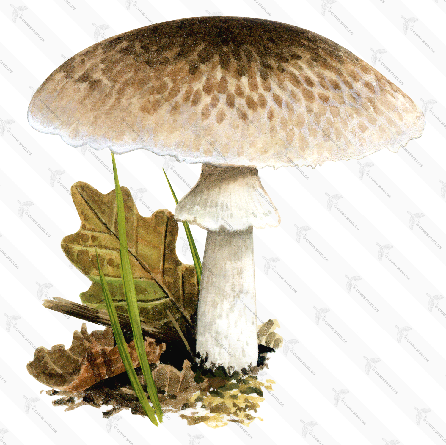 Illustration of Agaricus impudicus (#1615)
