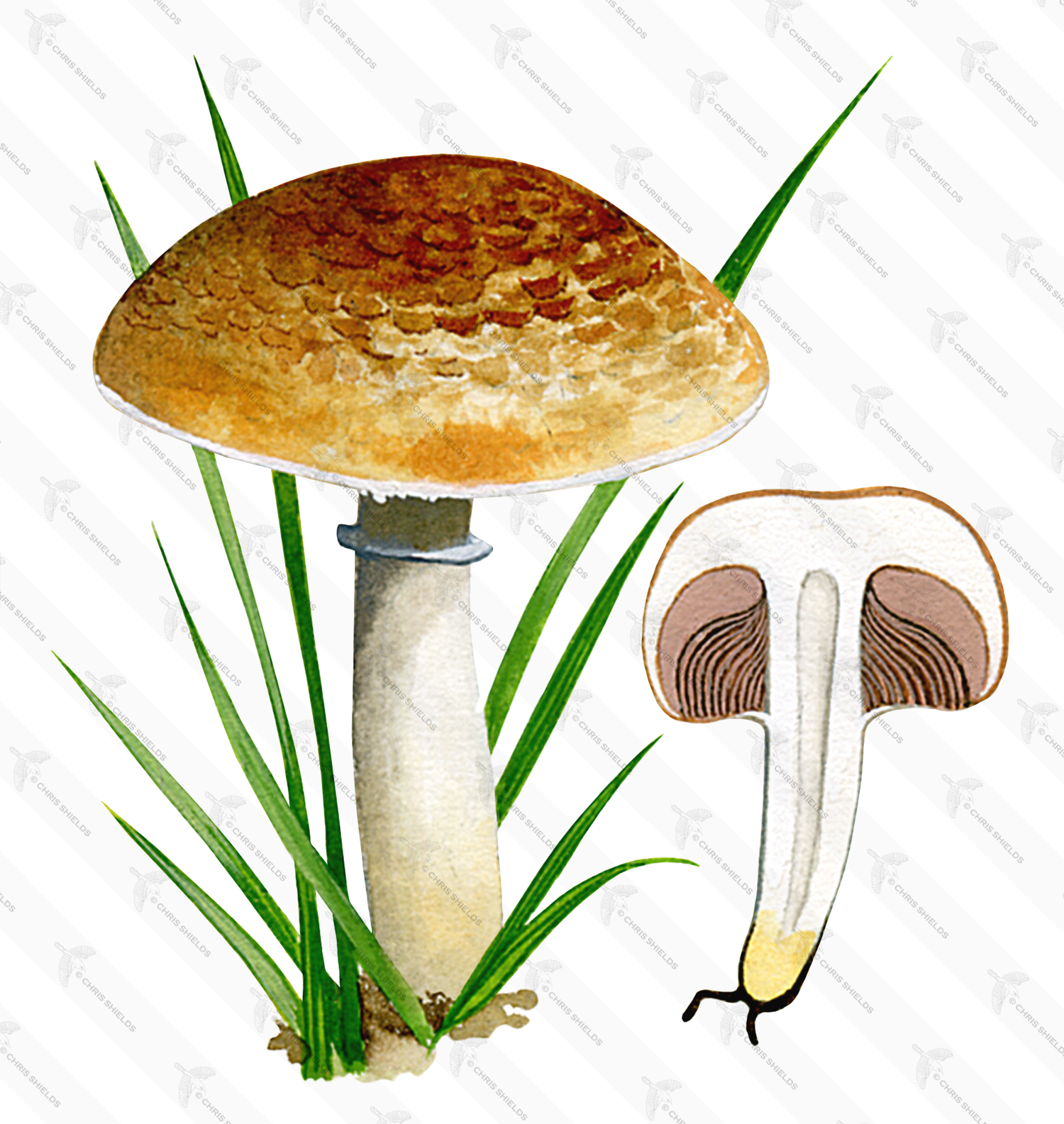 Illustration of Agaricus lutosus (#1643)