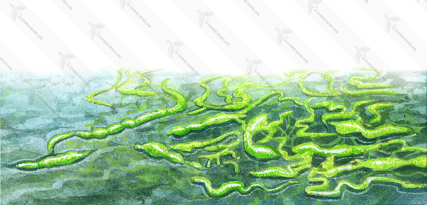 Illustration of Algae (Green Gut Weed) enteromorpha intestinalis (#0978)