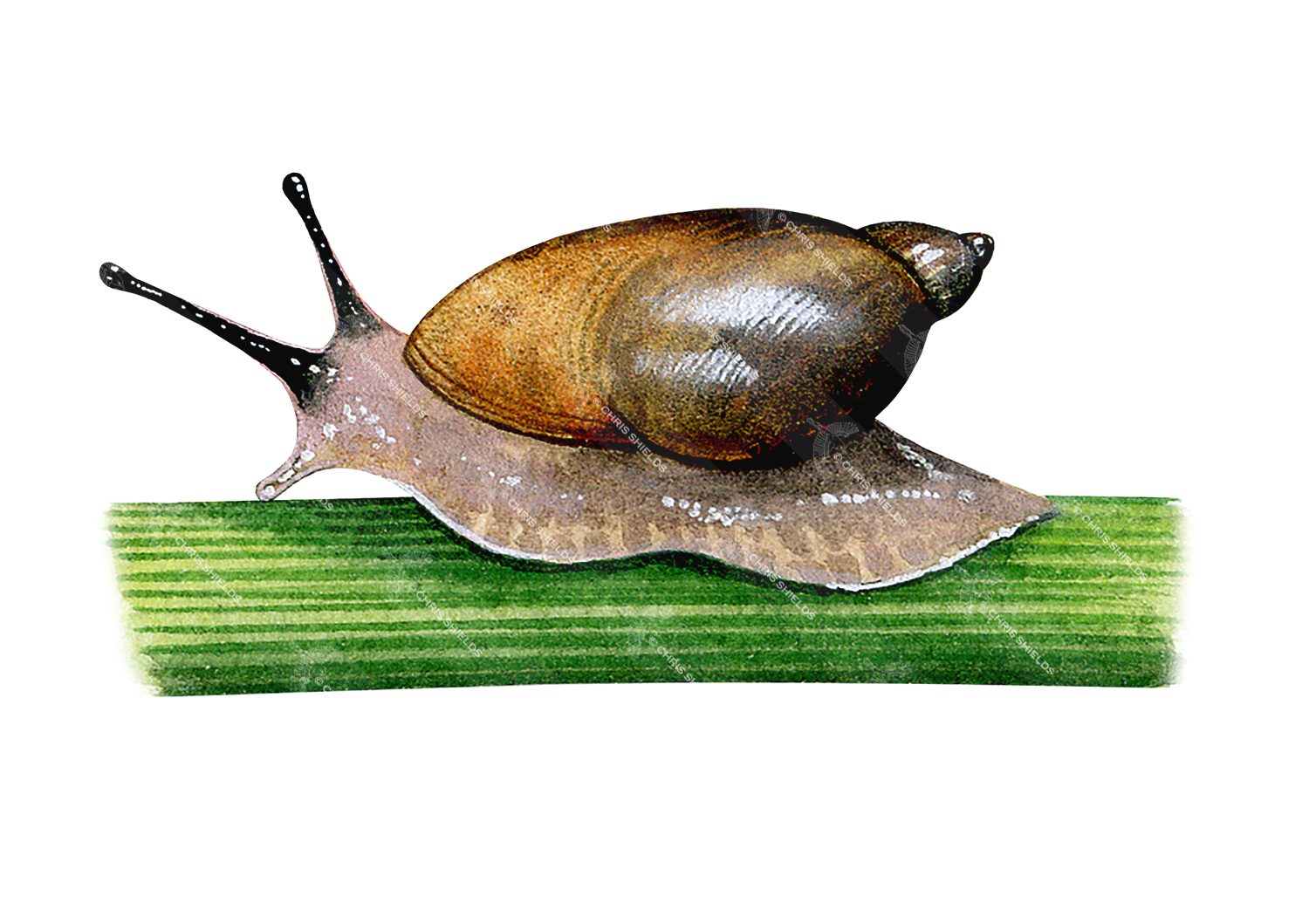 Illustration of Amber snail (aquatic) (Succinea putris) (#1557)
