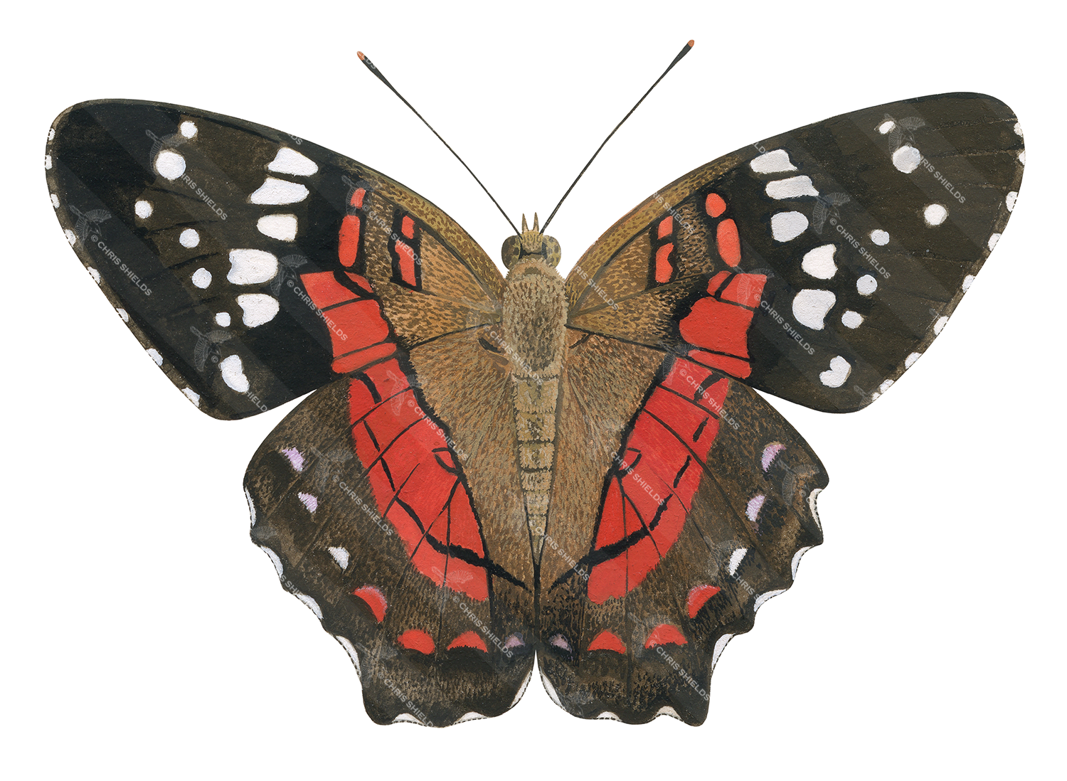 Illustration of Anartia amathea (Scarlet Peacock) (#2176)