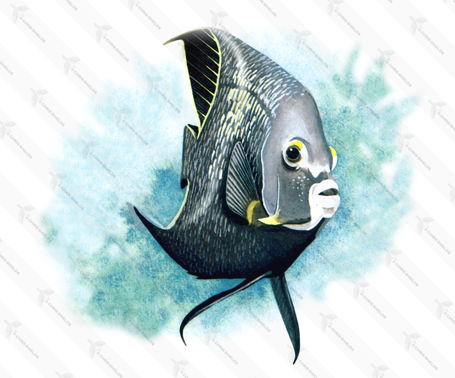 Illustration of Angelfish (Pomacanthus paru) (#0217)