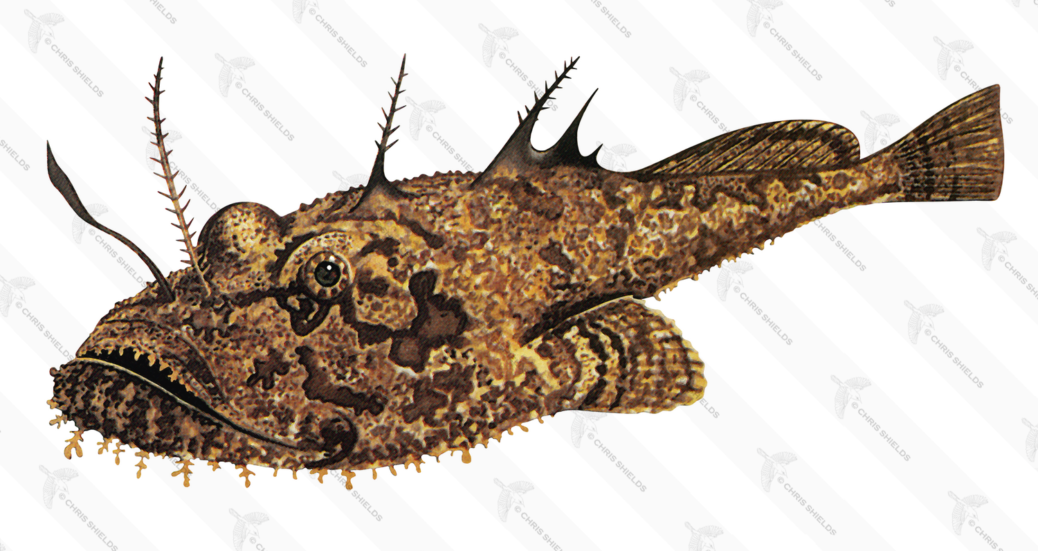 Illustration of Angler Fish (Lophius piscatorius) (#2706)
